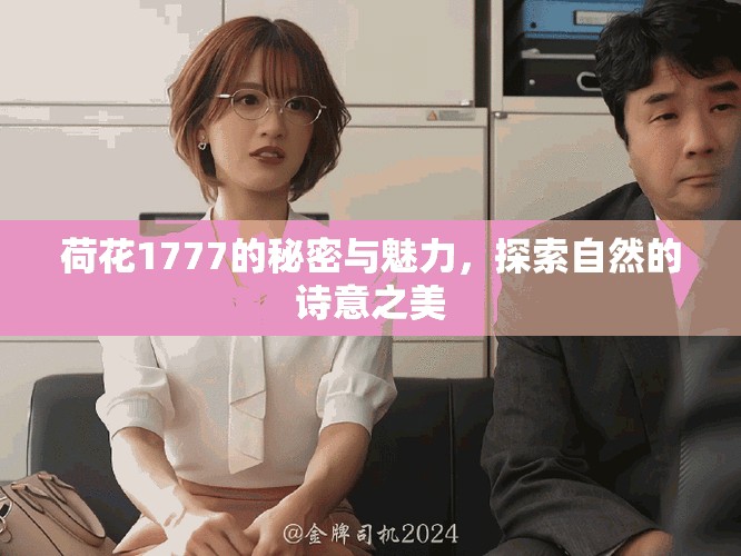 荷花1777的秘密与魅力，探索自然的诗意之美