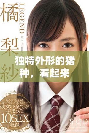 独特外形的猪种，看起来像是长钻头一样的奇特生物
